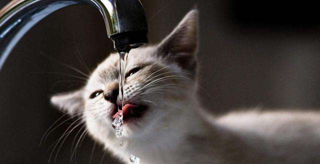 猫咪喝水.jpg