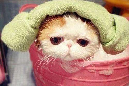 猫咪洗澡.jpg